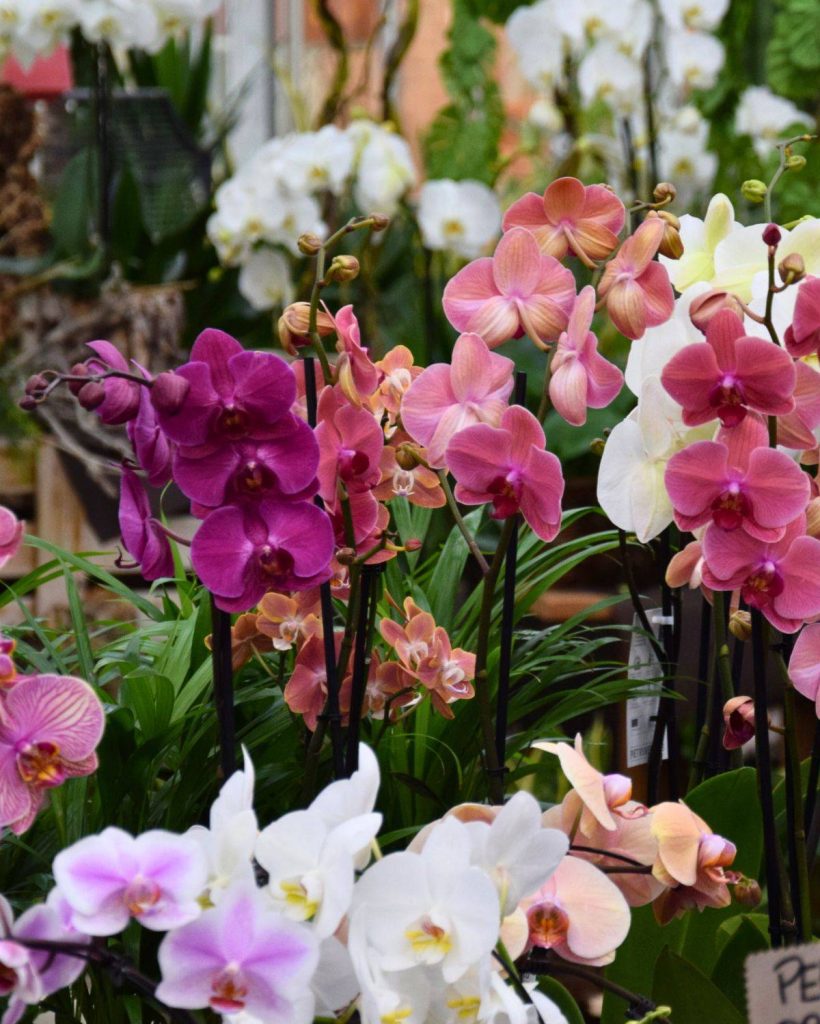 orchidea-orchidee