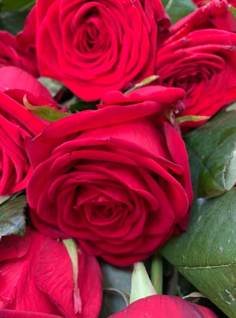 rose close up